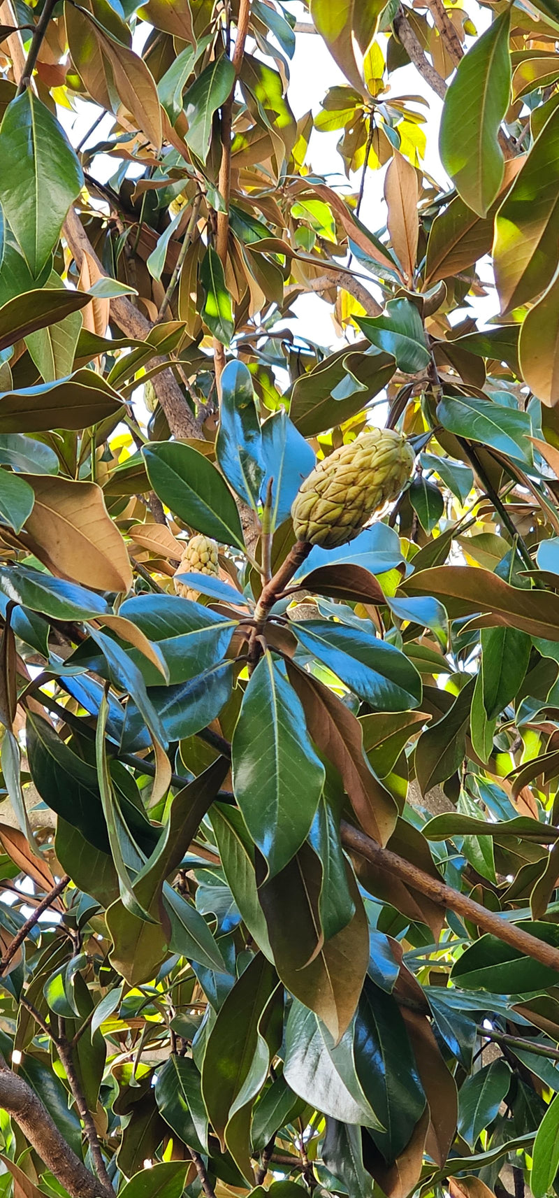 Zweige einer Immergrünen Magnolie mit glänzend grünen Blättern, rostbraunen Blattunterseiten und einem unreifen, zapfenartigen Fruchtstand.