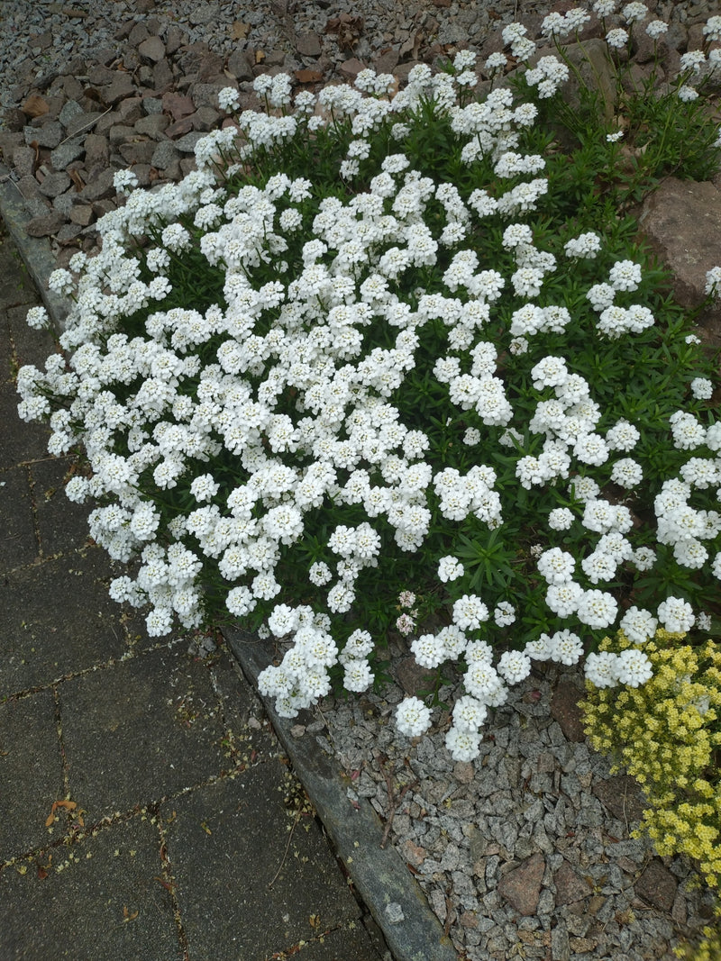 Immergruene Schleifenblume — Bild 1