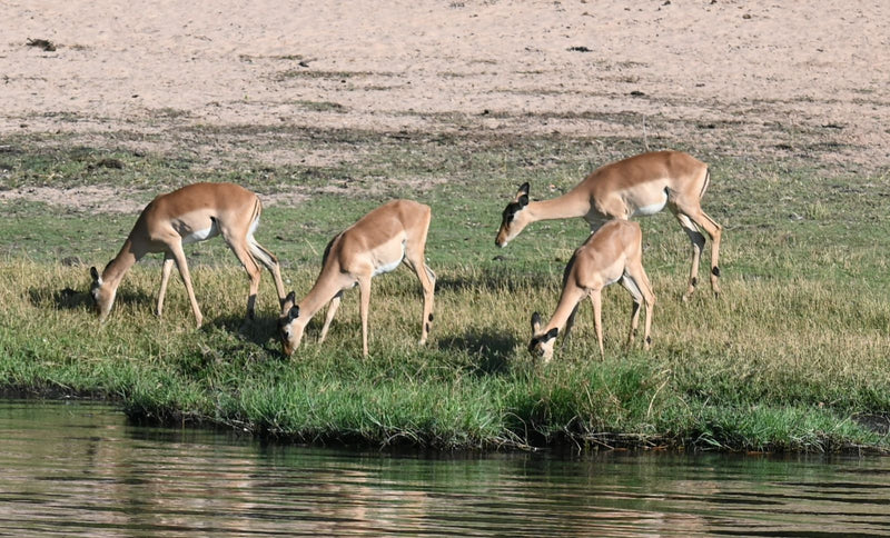 Vier hornlose Impalas grasen auf einer Wiese direkt am Ufer eines Gewässers.