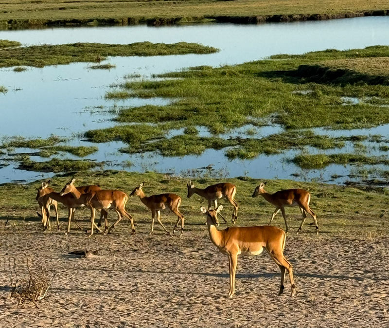 Eine Gruppe von Impalas steht und läuft auf sandigem Boden nahe einer grasbewachsenen Wasserstelle.