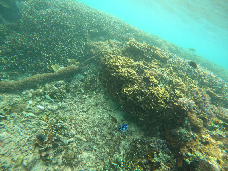 Imperator-Kaiserfisch — Bild 1