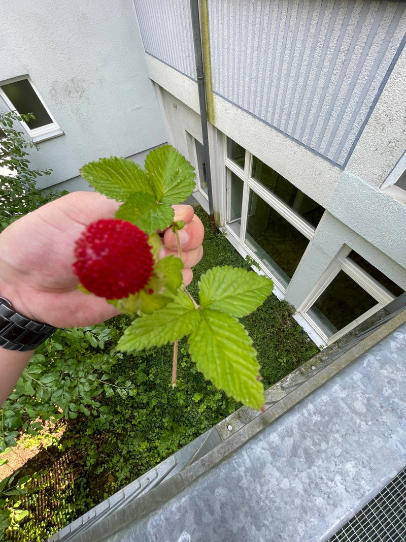 Indische Scheinerdbeere — Bild 3