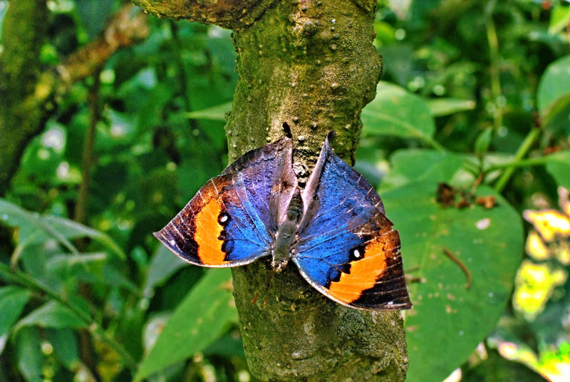 Indischer Blattschmetterling — Bild 1