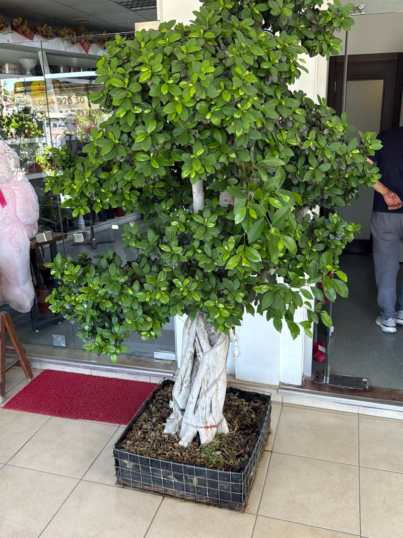 Chinesische Feige — Bild 3