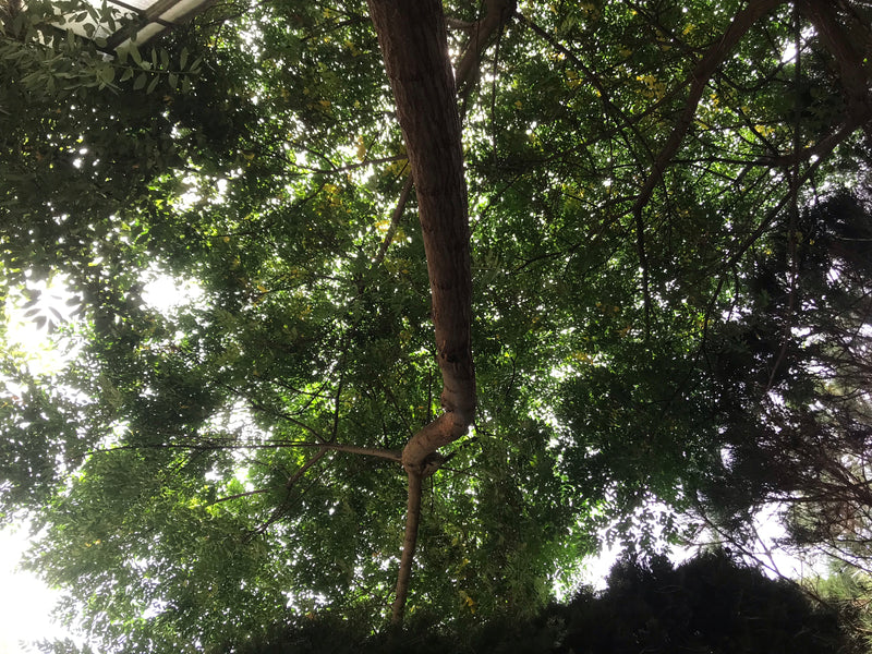 Indischer Zederachbaum — Bild 2 von 4