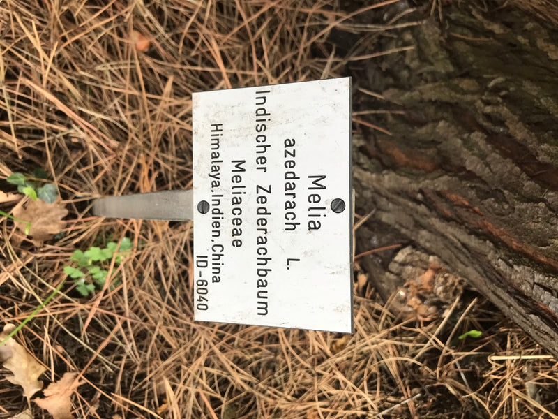 Indischer Zederachbaum — Bild 1 von 4