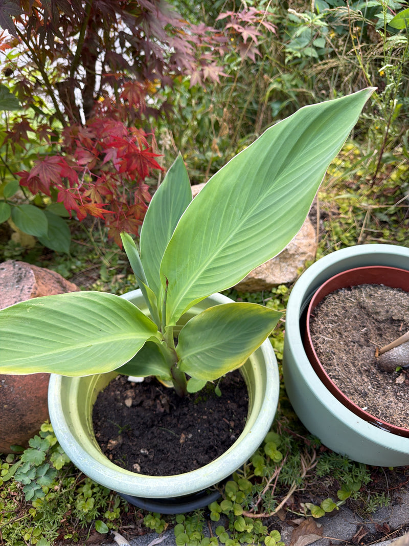 Zu sehen ist eine junge Pflanze des Indischen Blumenrohrs mit großen, hellgrünen Blättern in einem Blumentopf. Die charakteristische Blattform und Aderung si...