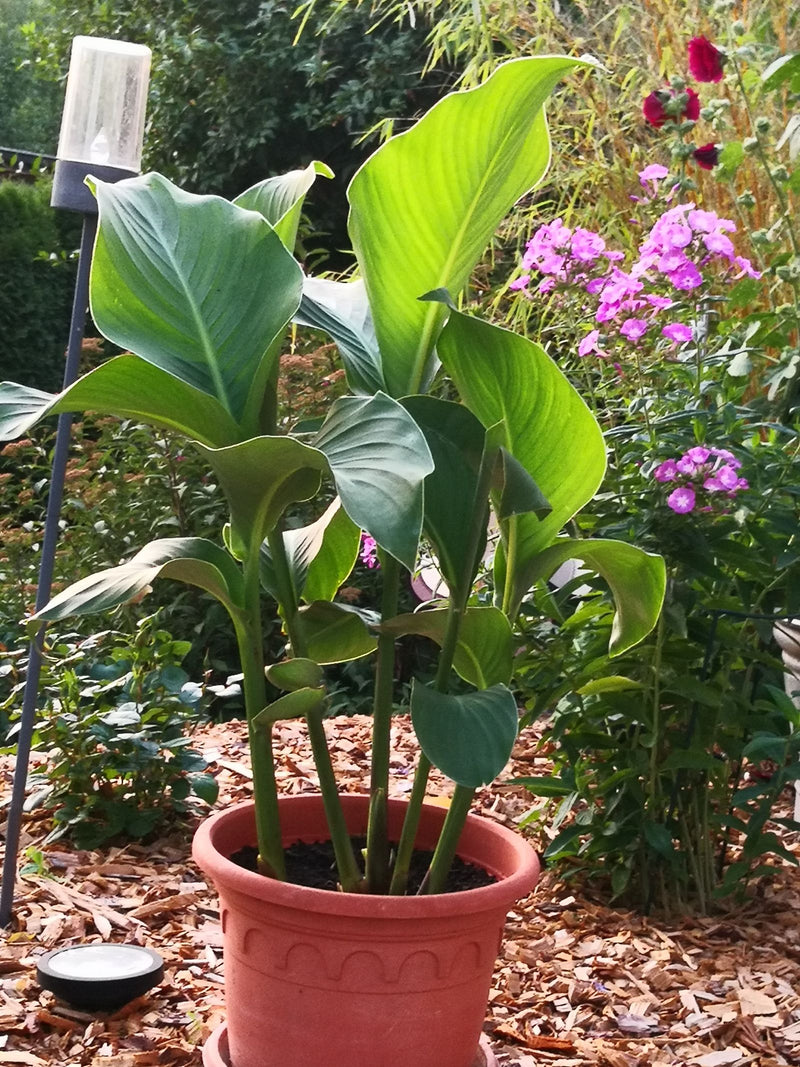 Das Bild zeigt eine gesunde Pflanze des Indischen Blumenrohrs in einem terracottafarbenen Blumentopf. Sie steht im Garten umgeben von Rindenmulch und anderen...
