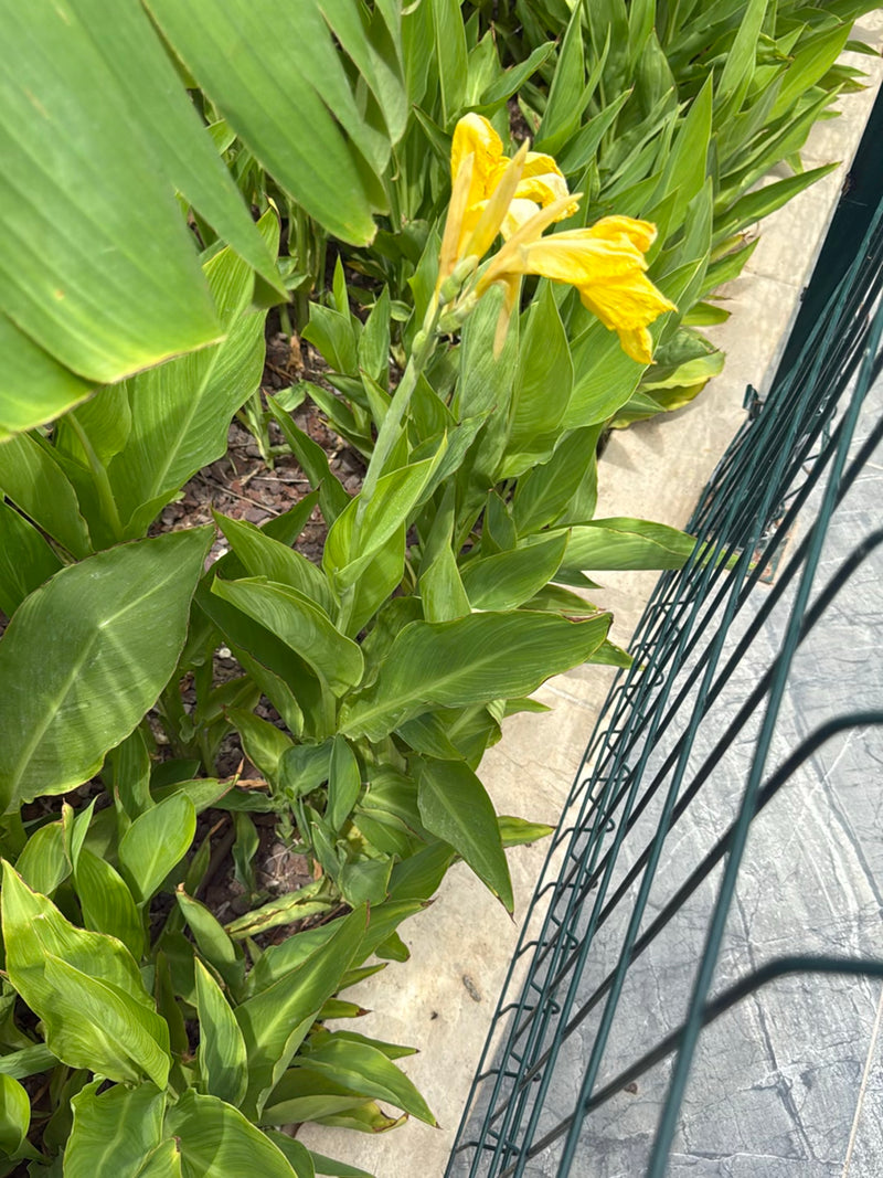 Zu sehen ist eine Indische Blumenrohr-Pflanze mit großen grünen Blättern und auffälligen gelben Blüten. Sie wächst in einem Beet neben einem Metallzaun.