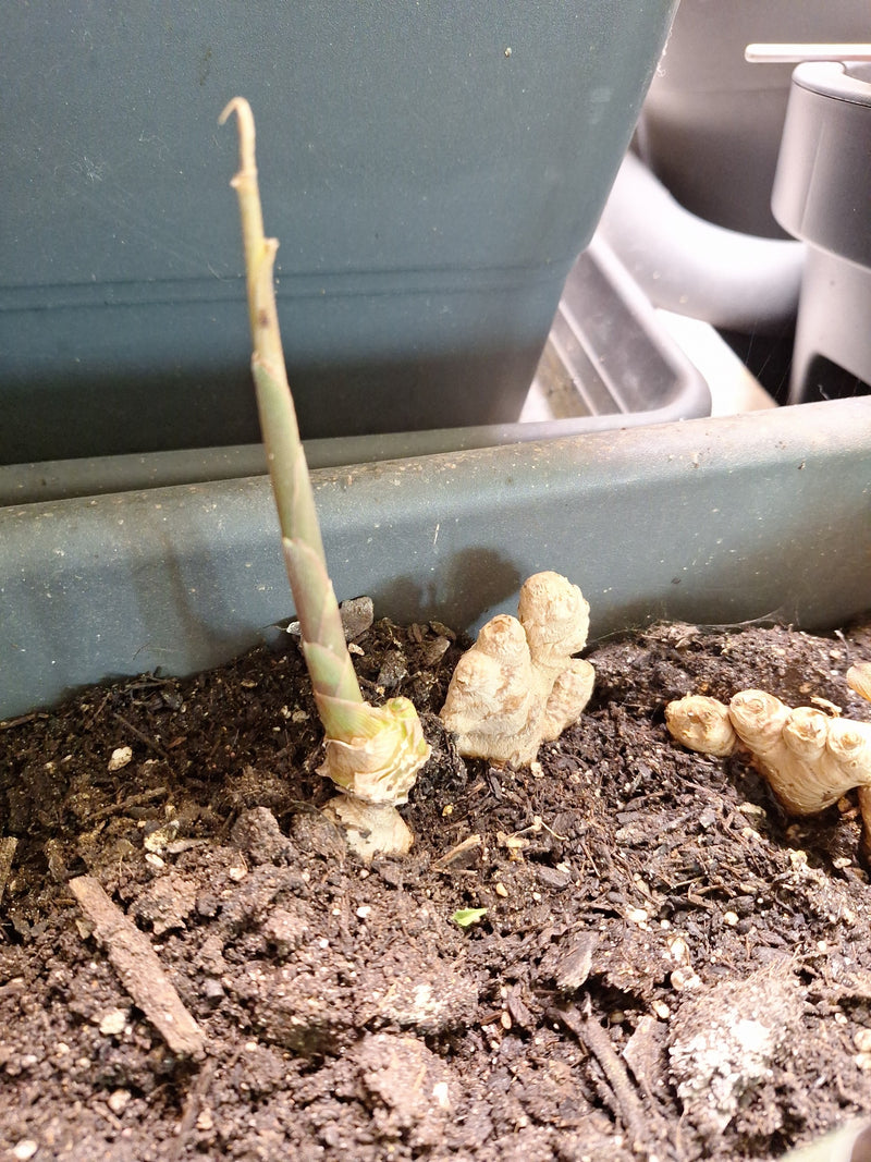 Auf dem Bild ist ein Ingwer-Rhizom in dunkler Blumenerde zu sehen, aus dem ein junger Spross wächst. Die Aufnahme zeigt die Knolle und den Austrieb aus leich...