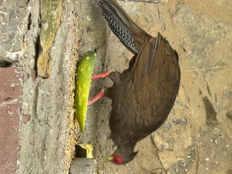 Ein dunkel gefiederter Jagdfasan mit roter Gesichtspartie steht auf einem Steinboden. Er frisst an einem Stück grünem Gemüse.