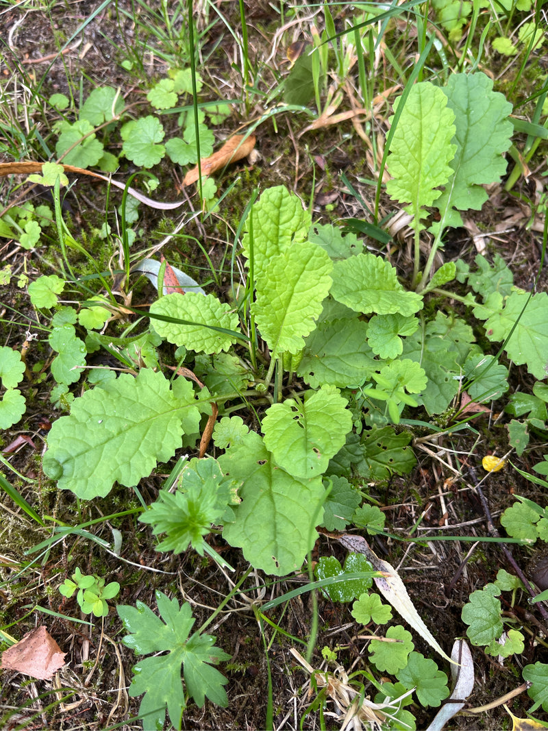 Jakobs-Greiskraut — Bild 1