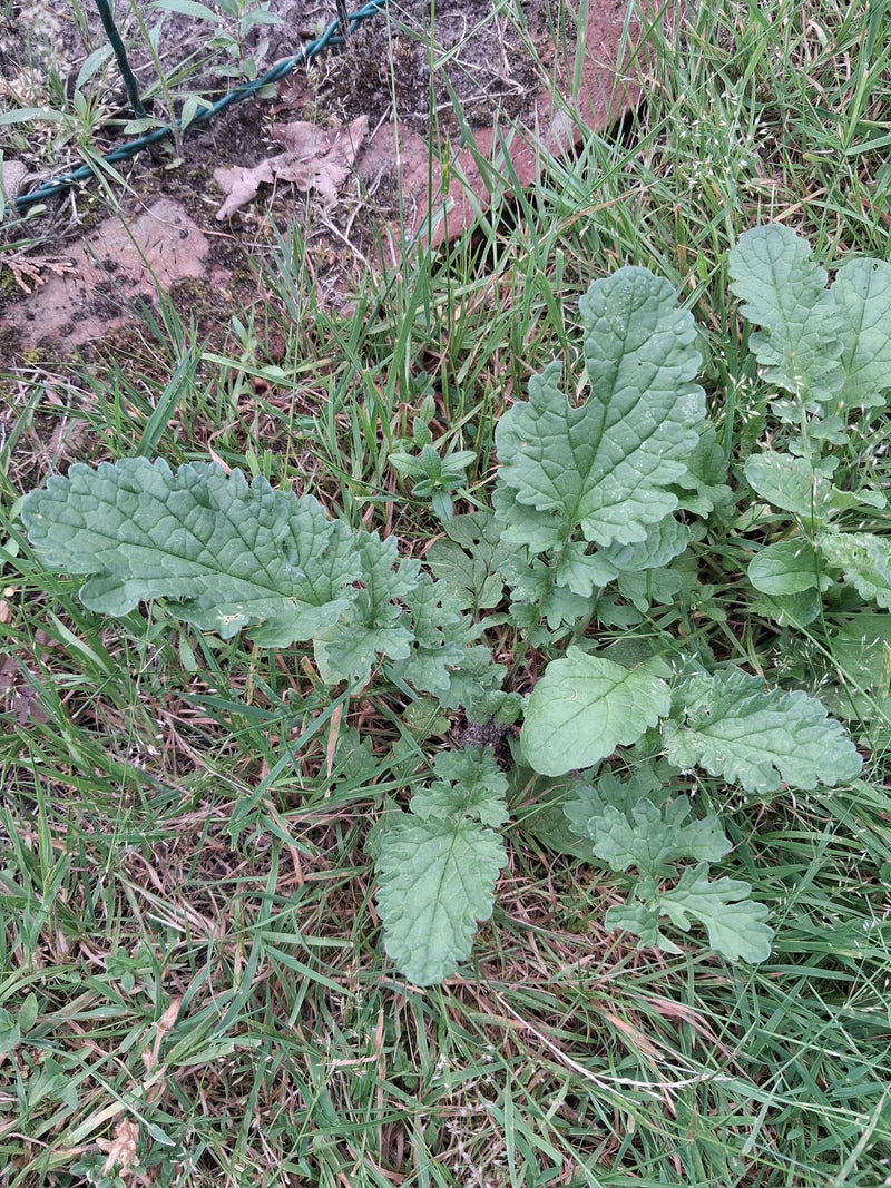 Jakobs-Greiskraut — Bild 2