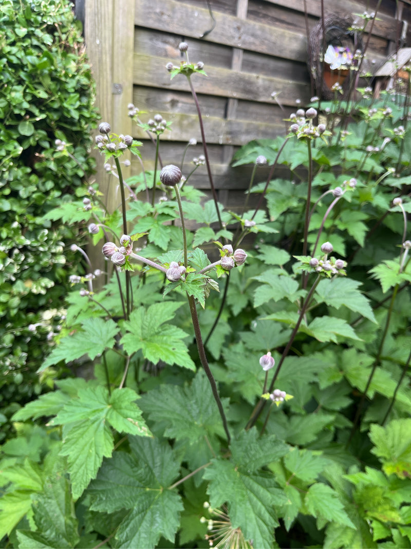 Japanische Anemone — Bild 4