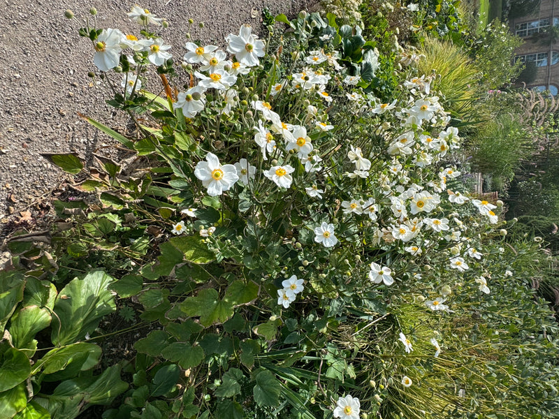 Eine üppig blühende Japanische Anemone mit zahlreichen weißen Schalenblüten und gelber Mitte wächst an einem Kiesweg.