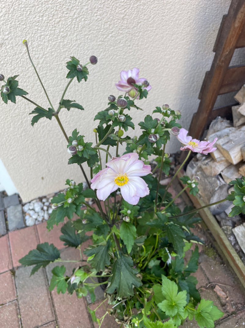 Japanische Anemone — Bild 5