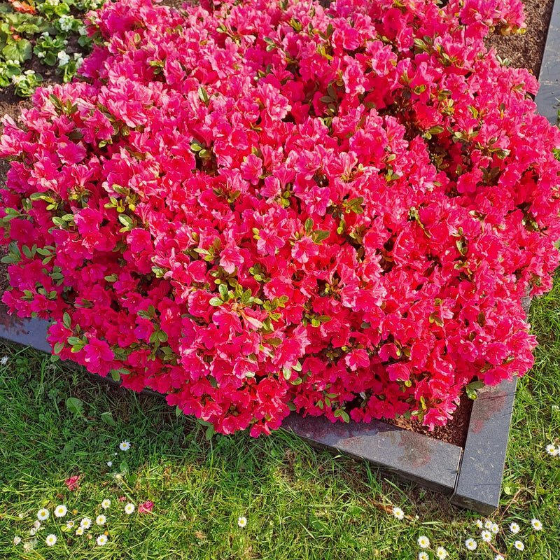 Japanische Azalee — Bild 2