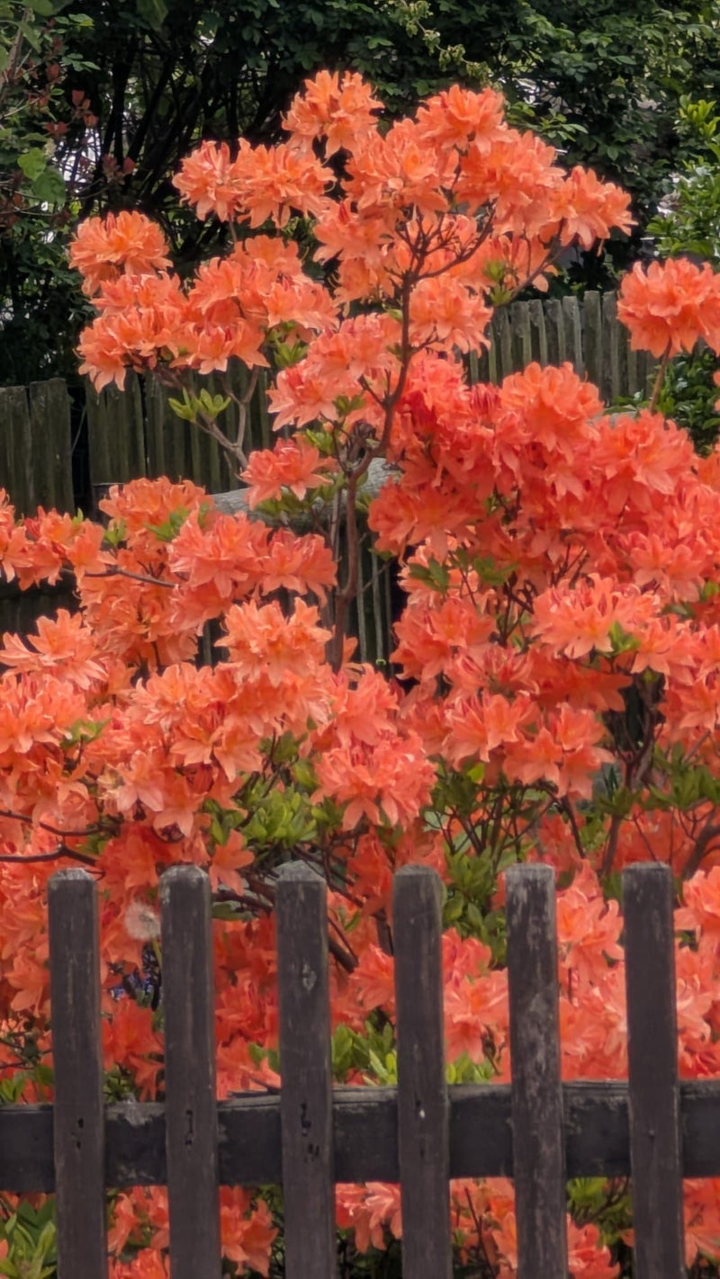 Japanische Azalee — Bild 1