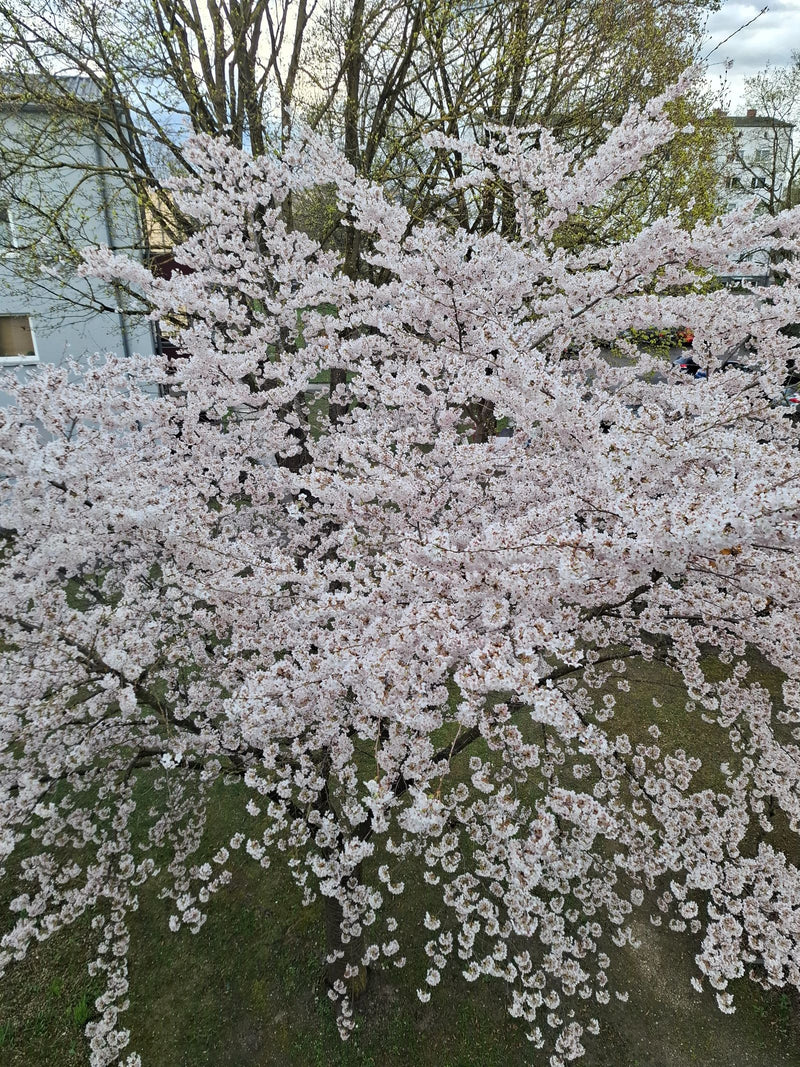 Zierkirschen — Bild 1