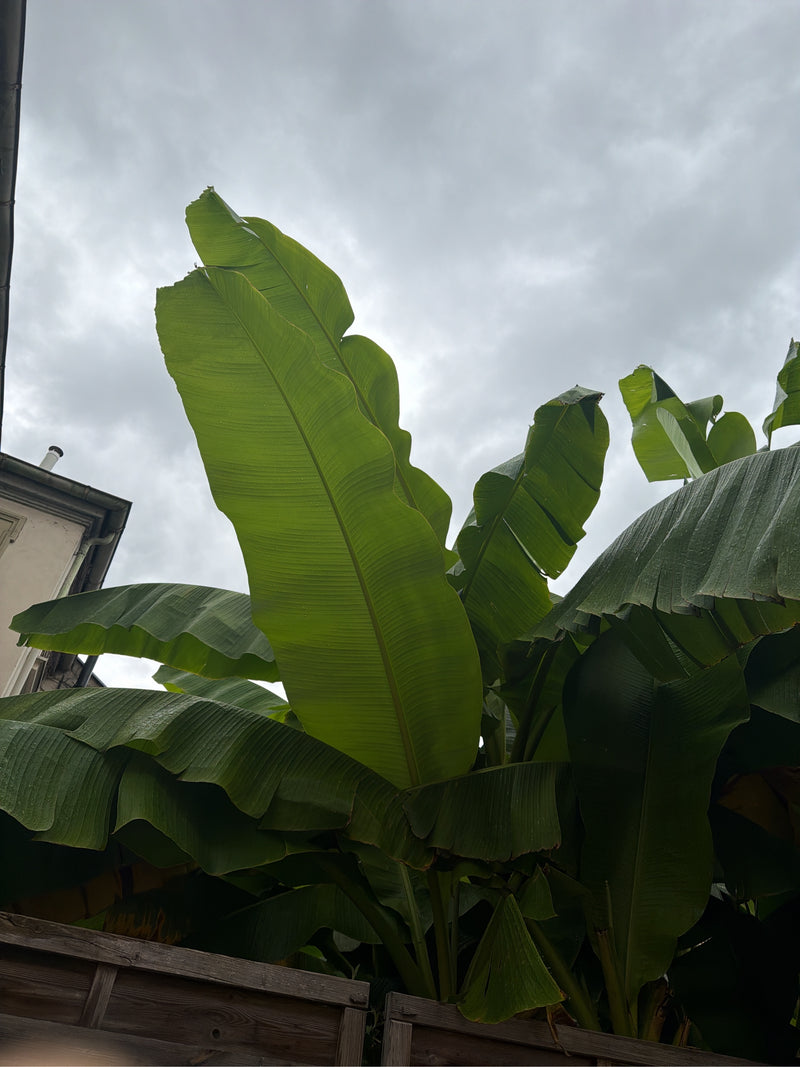 Japanische Faserbanane — Bild 3