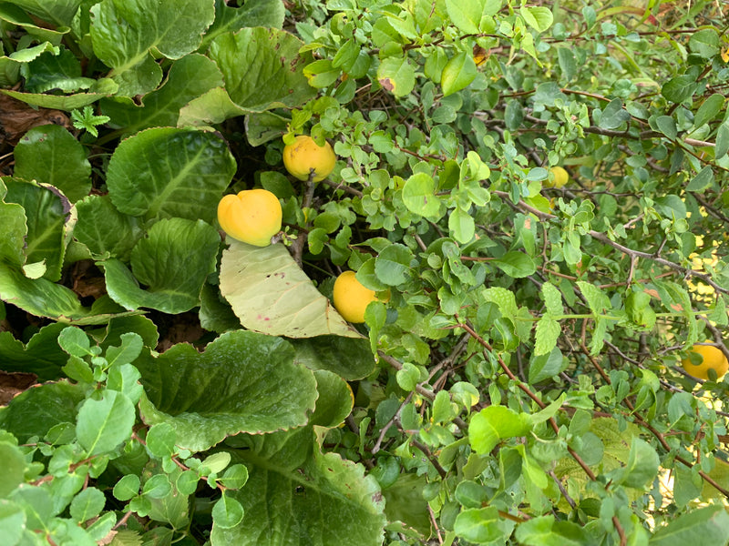 Das Bild zeigt gelbe Früchte von Zierquitten, die von dichtem grünem Laub umgeben sind. Die reifen Früchte hängen an den Ästen des Strauches.
