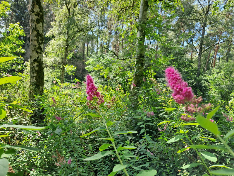 Zu sehen ist der Zwerg-Spierstrauch mit auffälligen rosa Blütenständen in einer waldigen Umgebung. Die Pflanze wächst im Unterholz zwischen Bäumen und Sträuc...