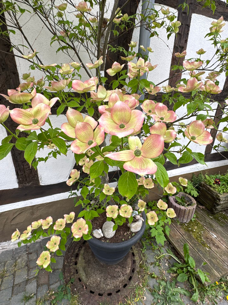 Japanischer Blumen-Hartriegel — Bild 2