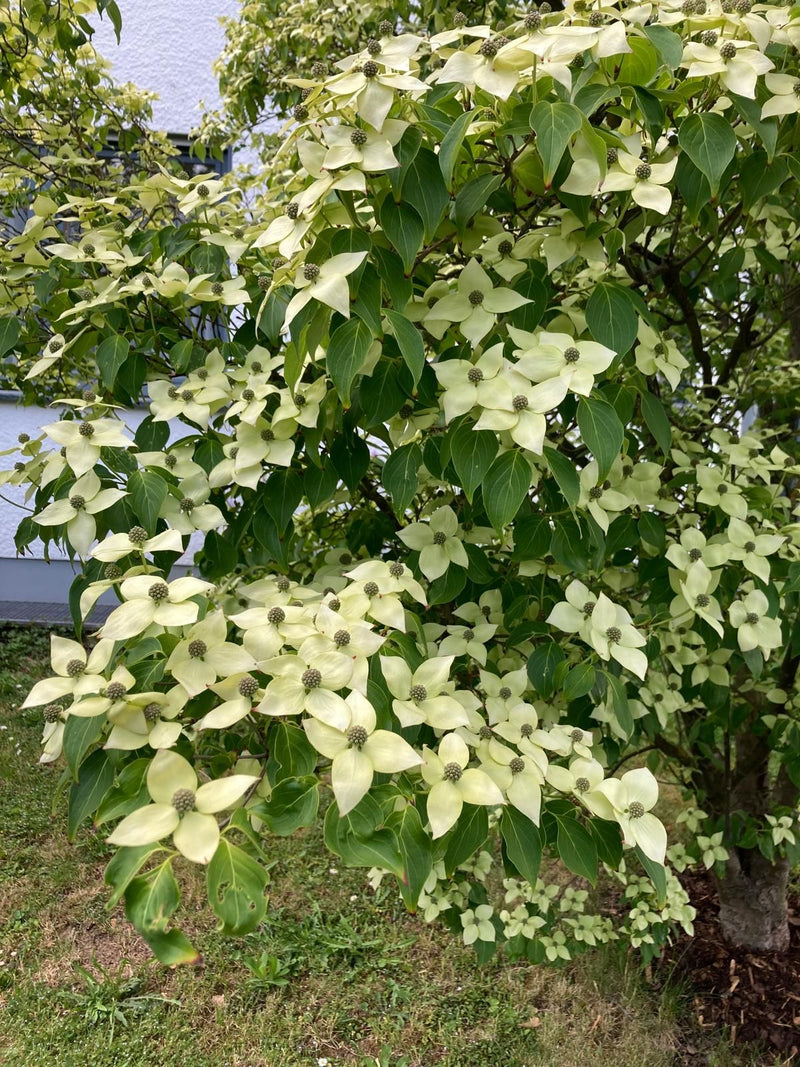 Japanischer Blumen-Hartriegel — Bild 3
