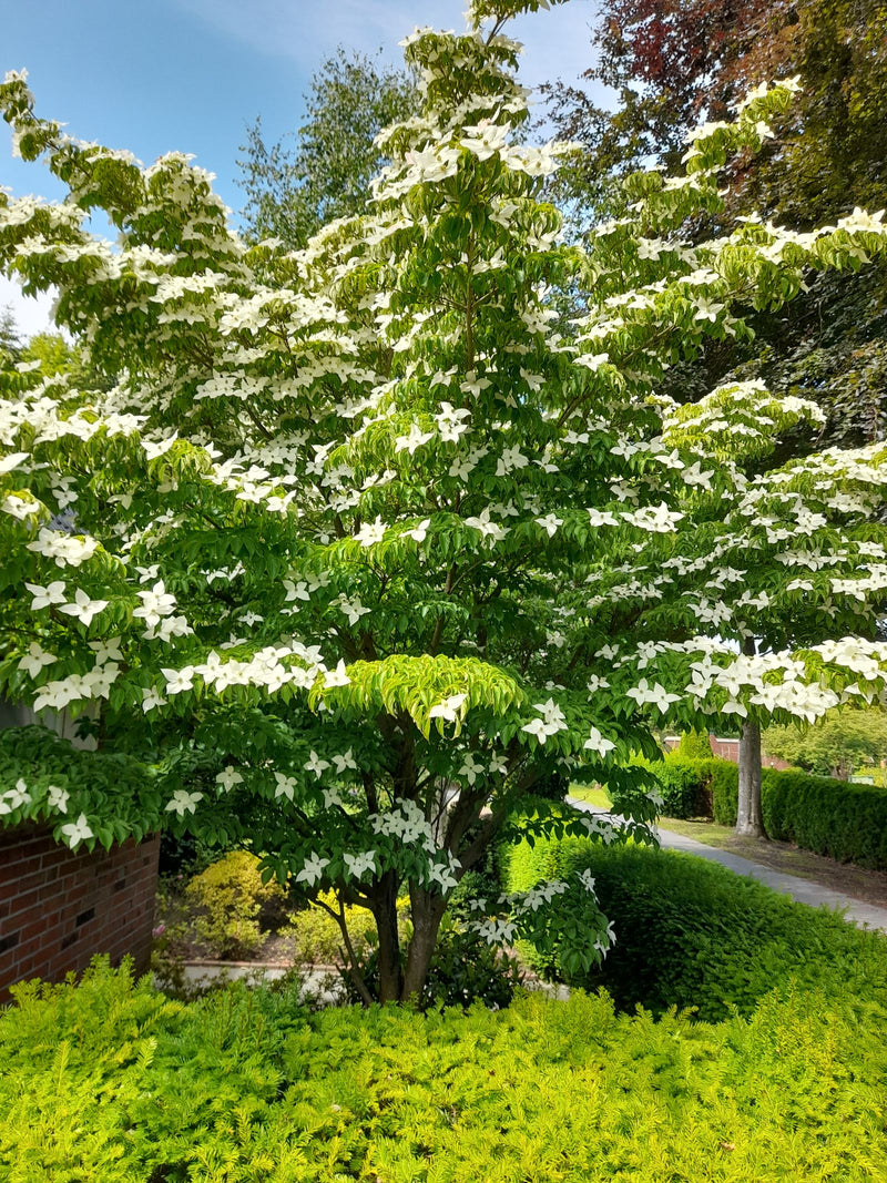 Japanischer Blumen-Hartriegel — Bild 1