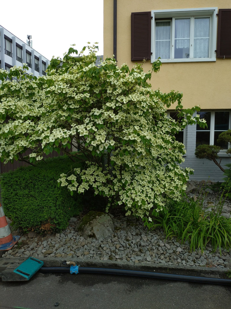 Japanischer Blumen-Hartriegel — Bild 5