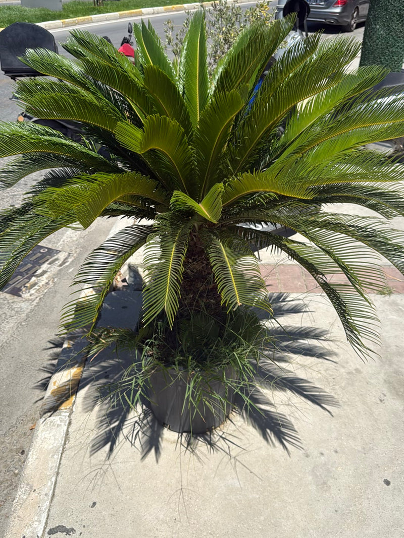 Palmfarn — Bild 5