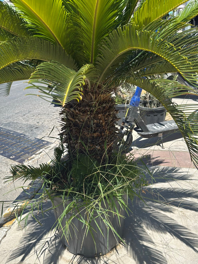 Palmfarn — Bild 2