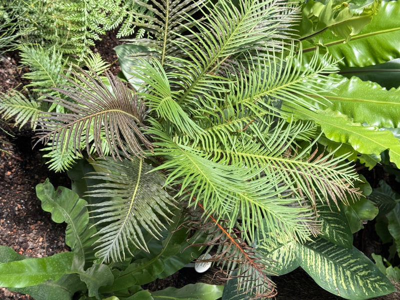 Draufsicht auf die gefiederten grünen Wedel eines Palmfarns inmitten anderer dichter Bepflanzung.