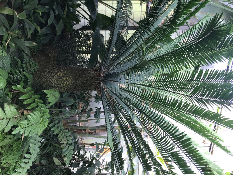 Zu sehen ist ein ausgewachsener Palmfarn mit einem charakteristischen, schuppigen Stamm und einer Krone aus langen, gefiederten Blättern. Die Pflanze steht i...