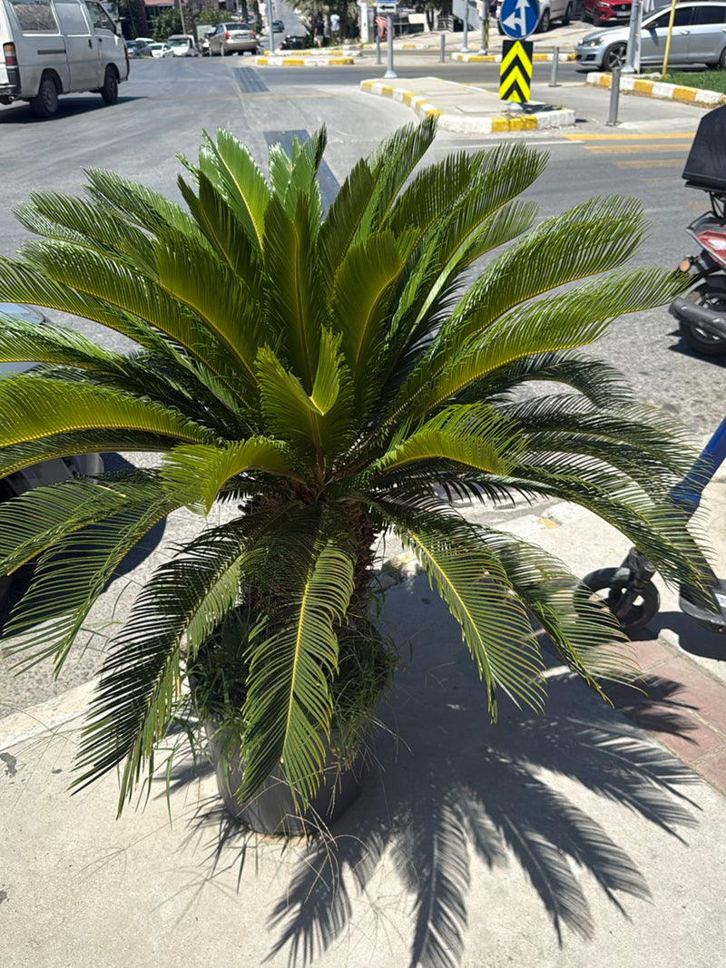 Palmfarn — Bild 3