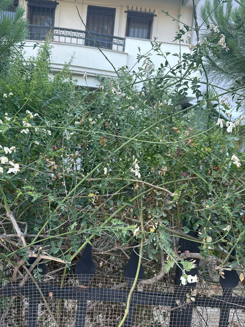Japanischer Schnurbaum — Bild 3