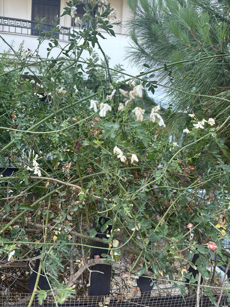 Japanischer Schnurbaum — Bild 2