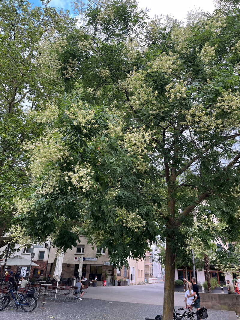 Japanischer Schnurbaum — Bild 5