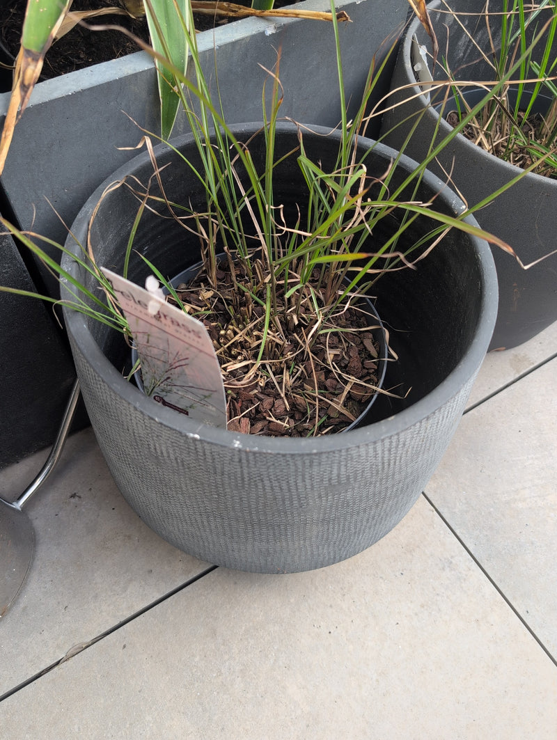 Japanisches Blutgras — Bild 1