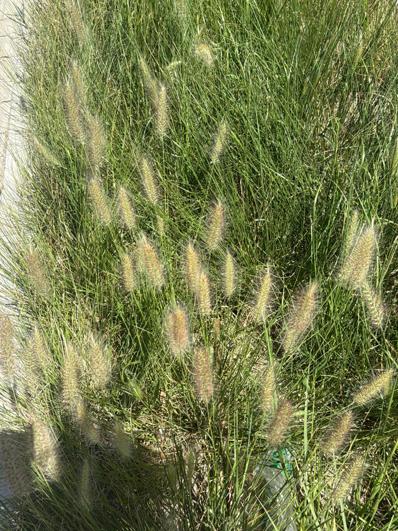 Japanisches Blutgras — Bild 1
