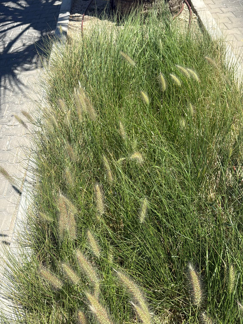 Japanisches Blutgras — Bild 2