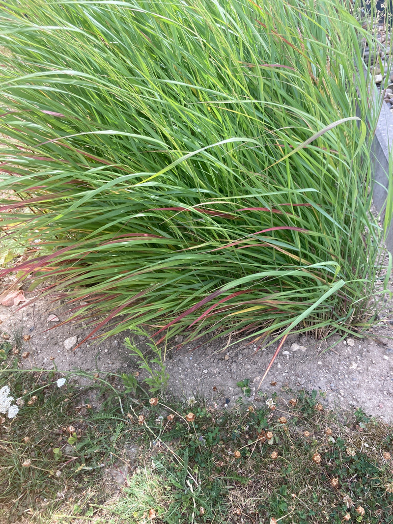 Japanisches Blutgras — Bild 3