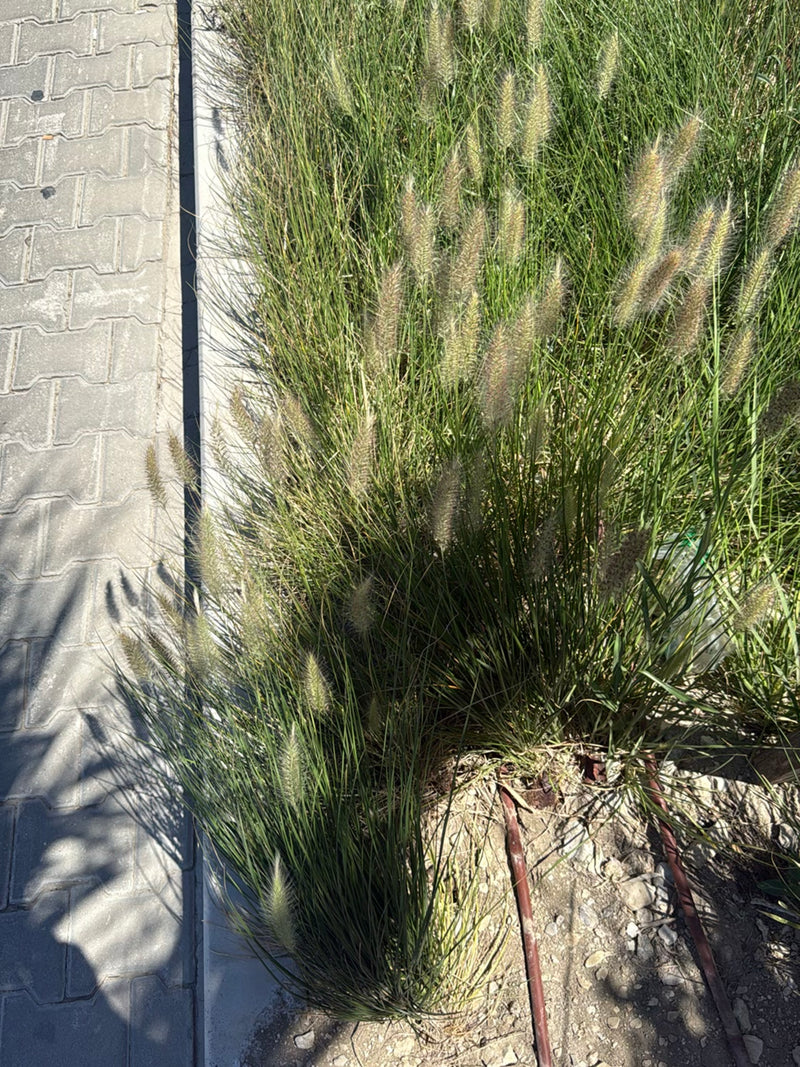 Japanisches Blutgras — Bild 4