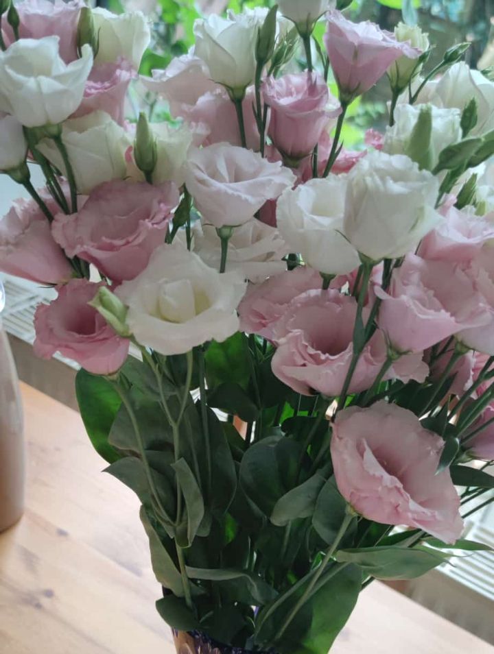 Japanrose (Lisianthus) — Bild 1 von 3