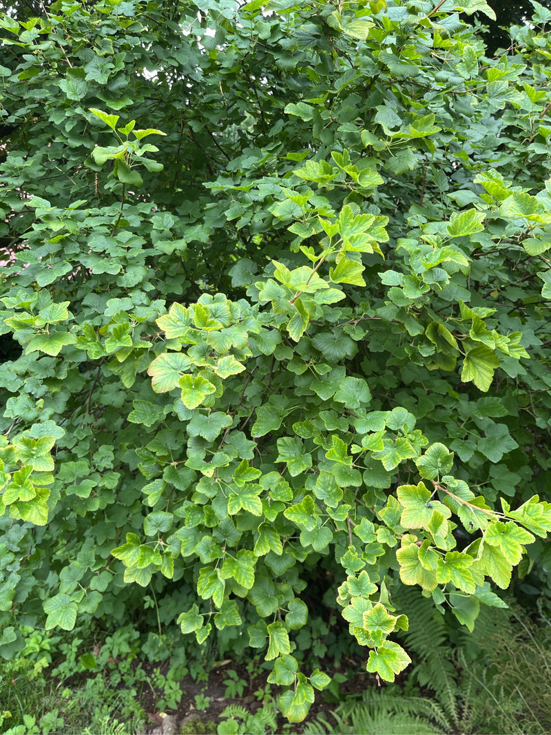 Johannisbeere — Bild 2