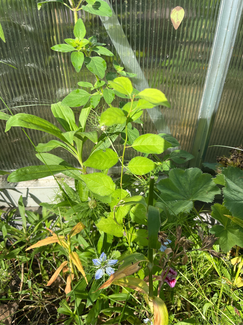 Jungfer Im Gruenen — Bild 3