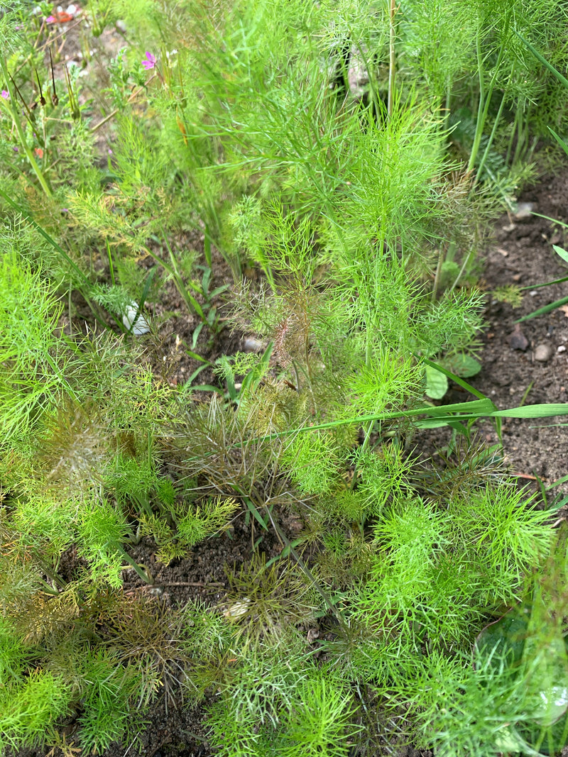Jungfer Im Gruenen — Bild 2