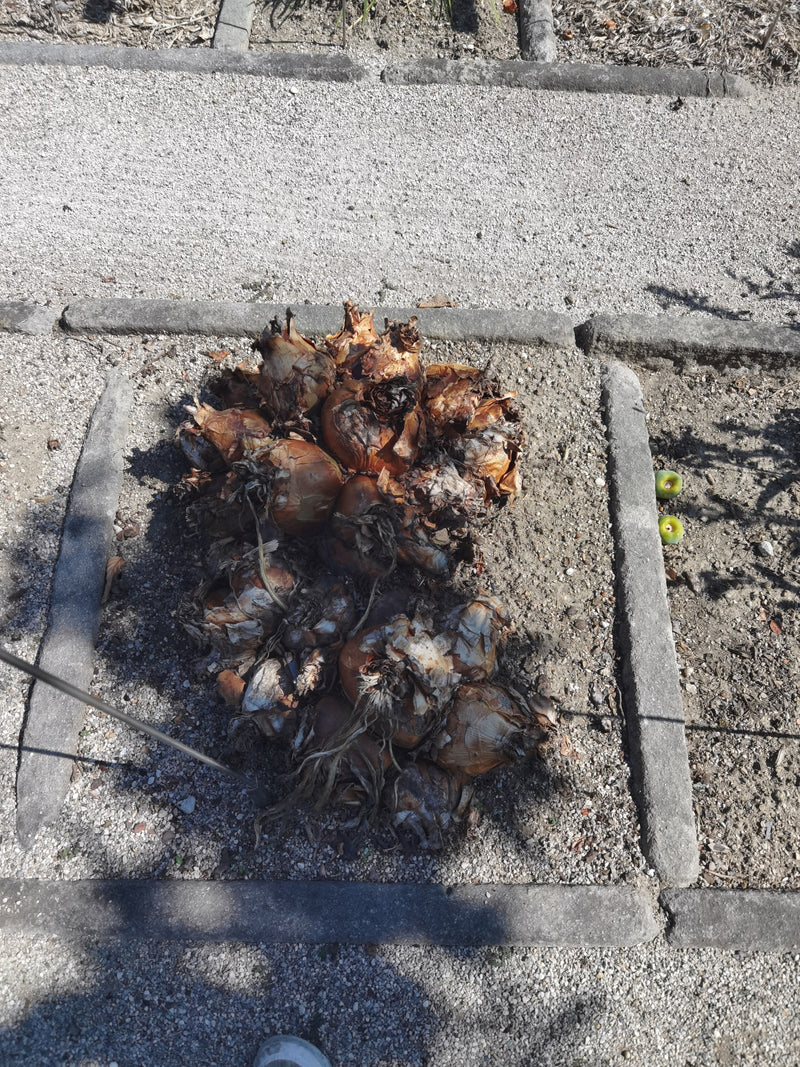 Zwiebeln — Bild 1