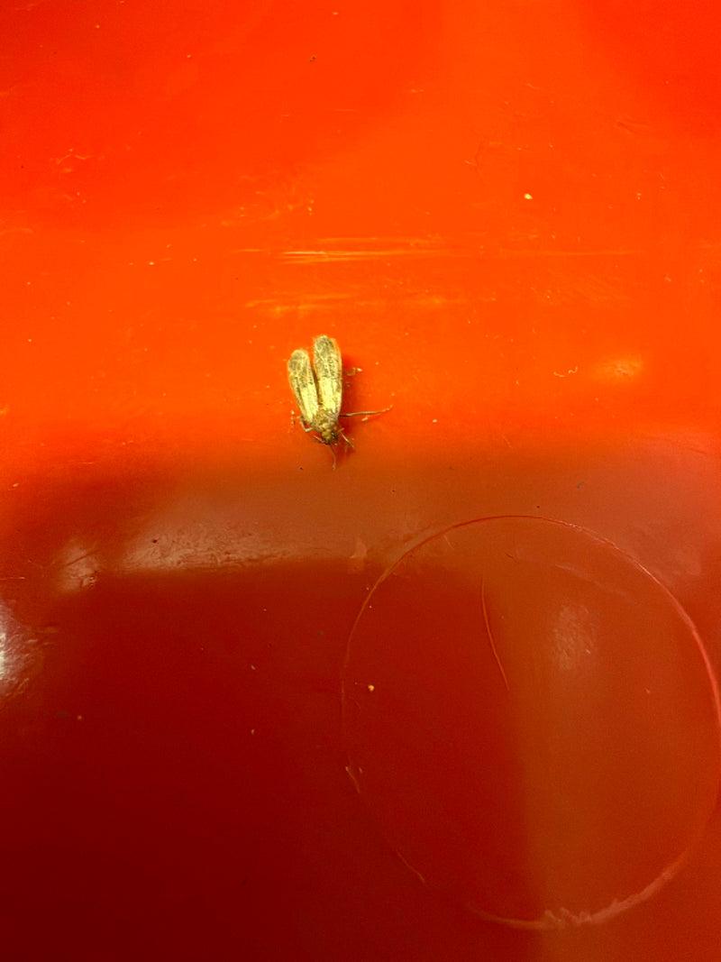 Köcherfliege — Bild 3
