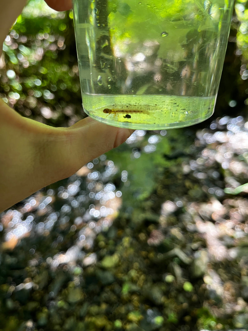 Köcherfliege — Bild 3